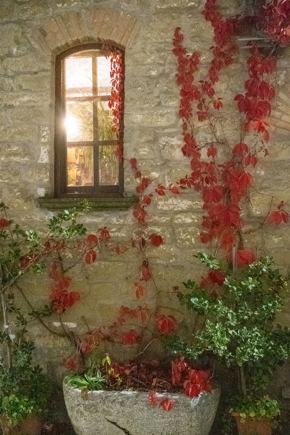 Finestra illuminata su un muro di pietra coperto da una vite rossa d'autunno