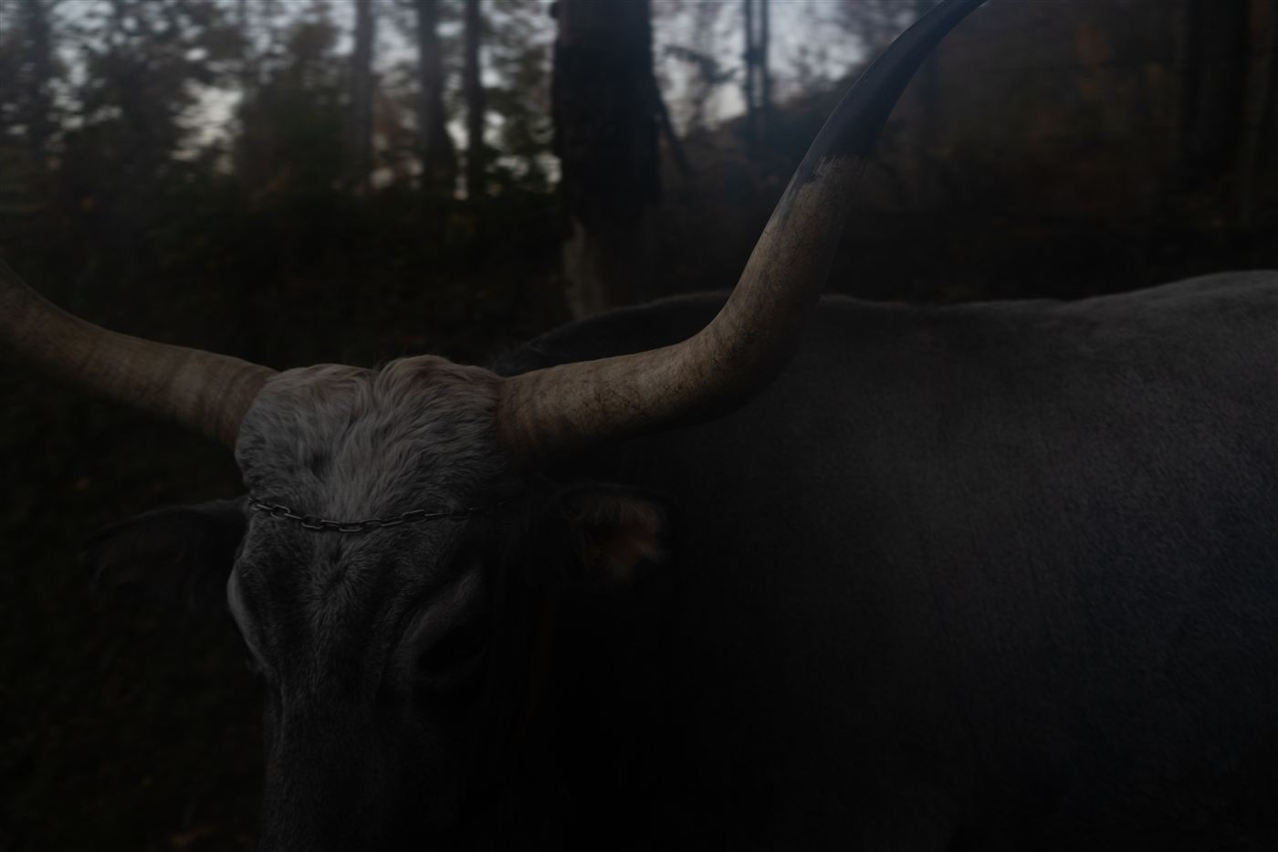 Testa di una vacca podolica con le lunghe corna a lira, nel bosco al crepuscolo